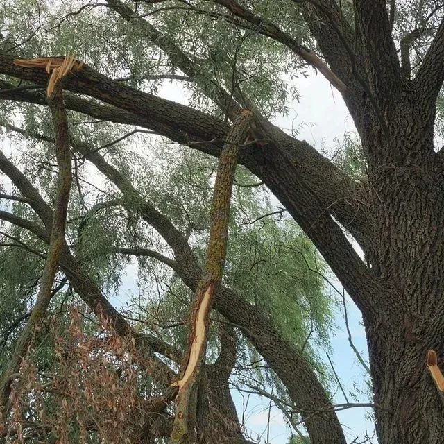 thumbnail for publication: Assessing Hurricane-Damaged Trees and Deciding What to Do